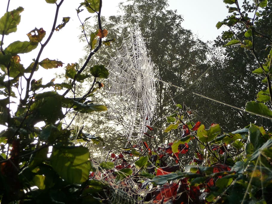 Cobweb, Spider, Nature, Network, tree, leaf, day, outdoors HD wallpaper