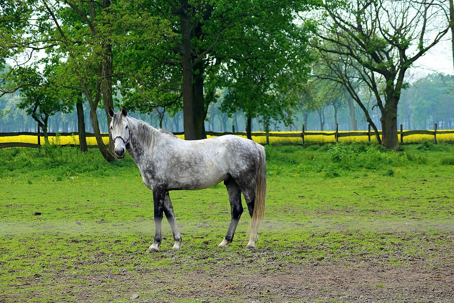 white and gray horse standing on green grass near trees during daytime, HD wallpaper