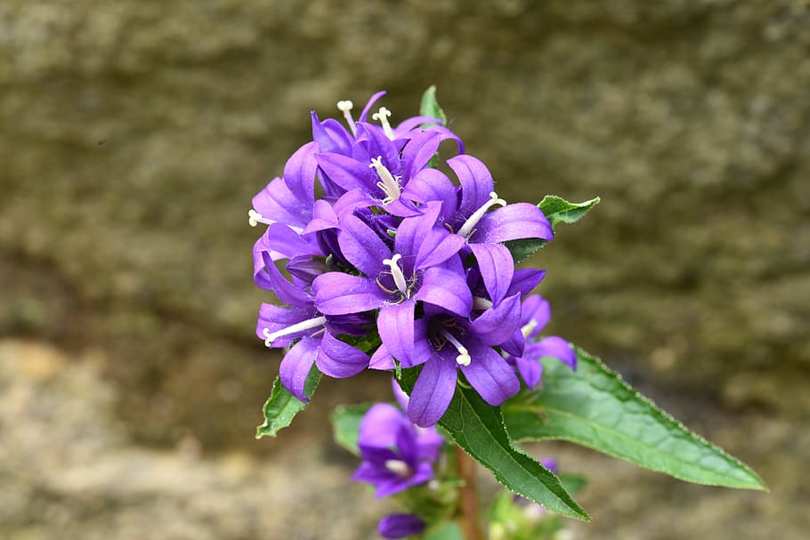 campanula glomerata, often flower bat, lanterns oh and, purple, HD wallpaper