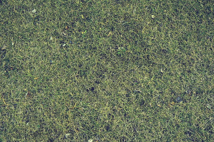 grass lawn, yard, texture, nature, green, environment, turf HD wallpaper