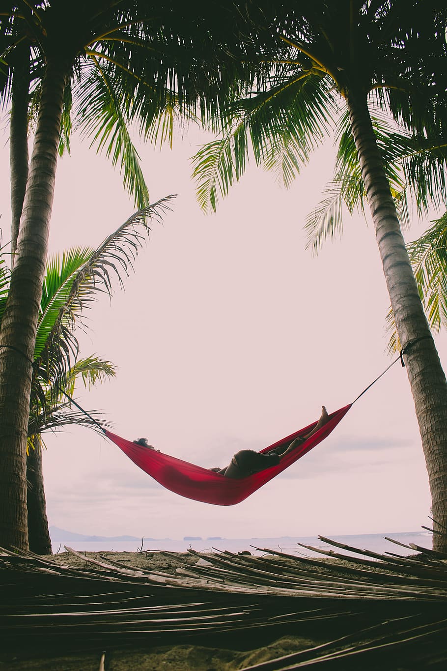 palm, tropical, tree, beach, nature, travel, island, seashore HD wallpaper