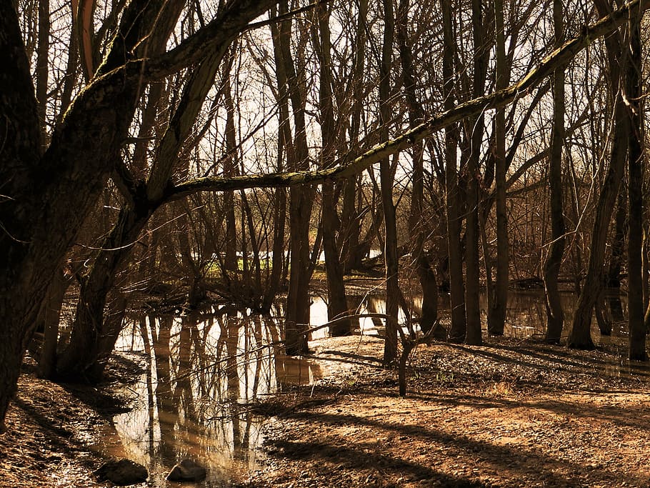marsh, forest, branch, nature, trees, water, landscape, trunk HD wallpaper