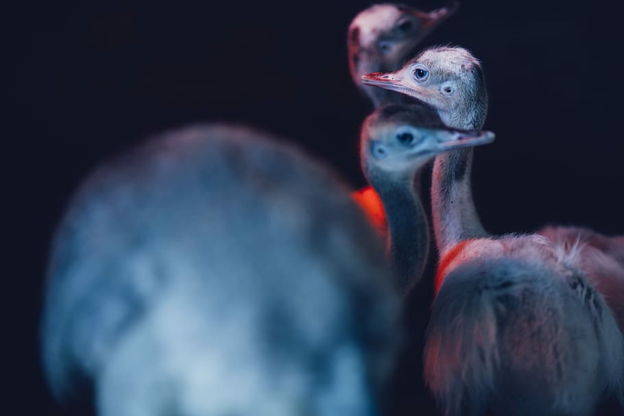 shallow focus photography of three birds, three gray ostrich chicks HD wallpaper