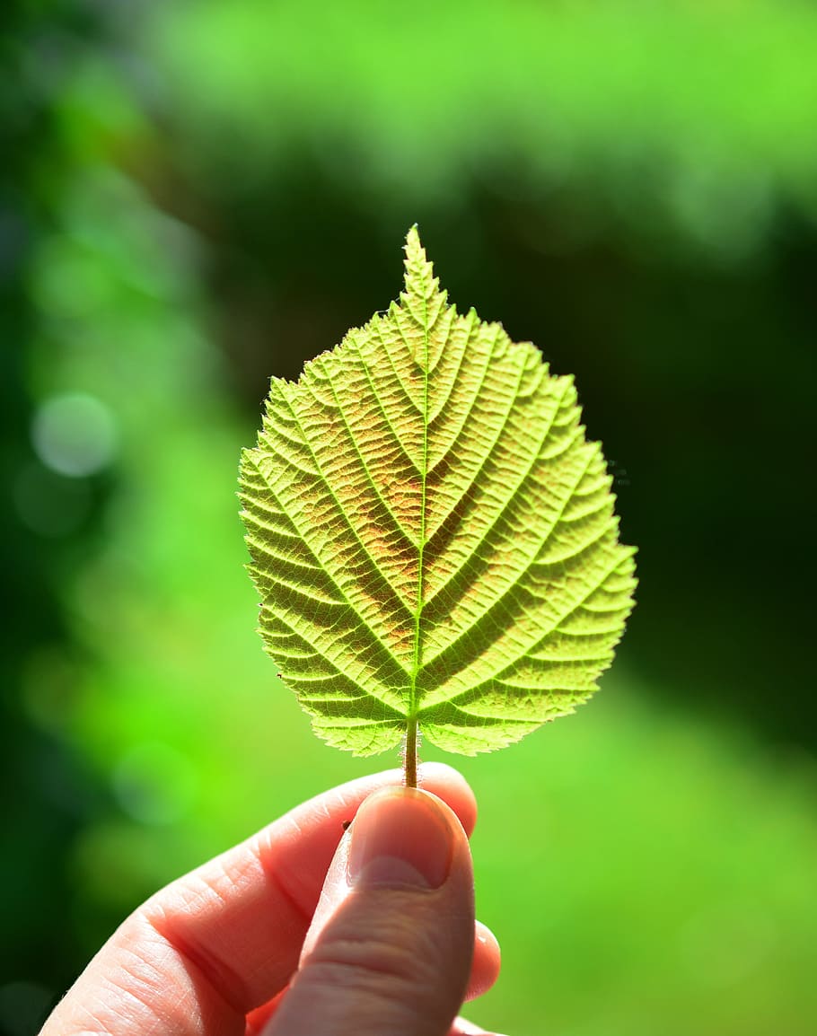 selective focus photography of person holding green leaf, back light HD wallpaper