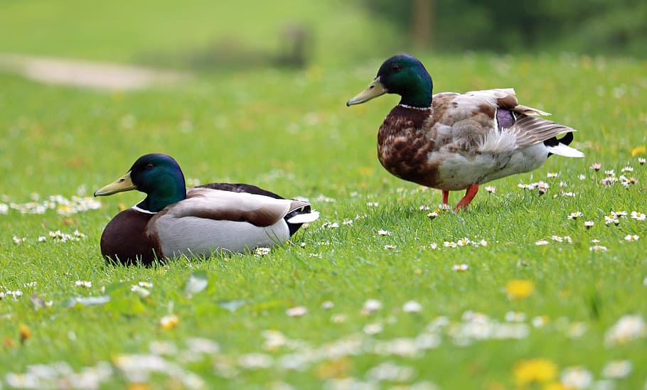 ducks, mallards, grass, flowers, bird, waterfowl, male, animal themes HD wallpaper