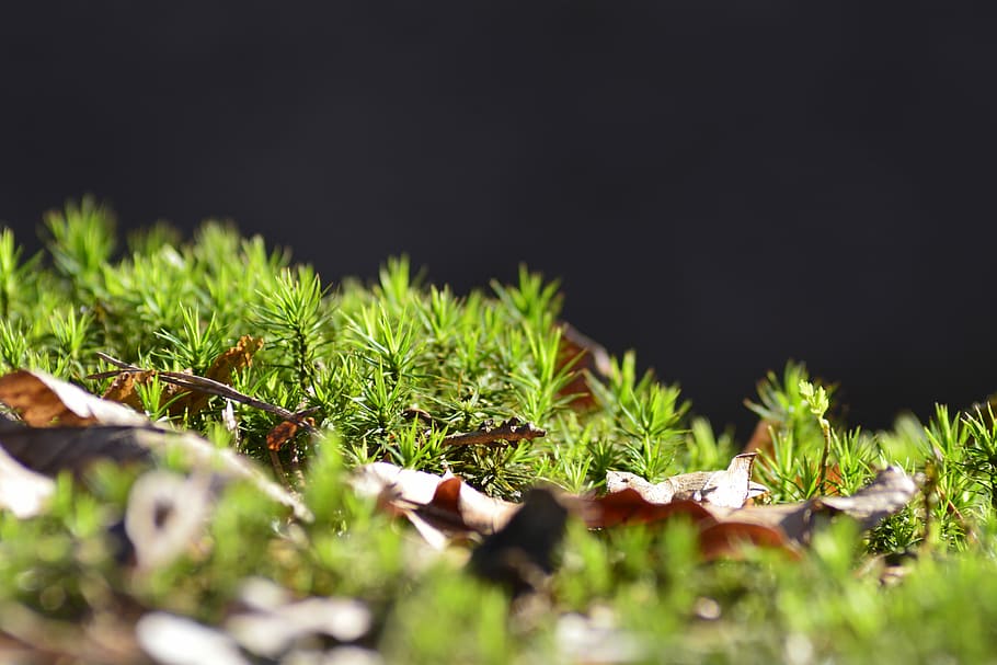 plant, leaf, nature, moss, forest, green, growth, green color HD wallpaper
