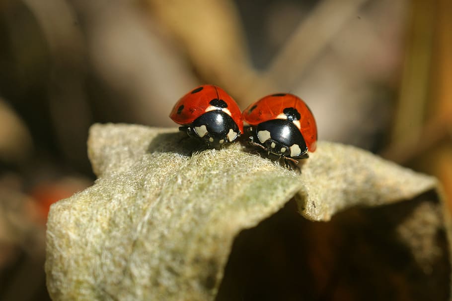 selective focus photography of ladybuds, lady bug, ladybug, insect, HD wallpaper