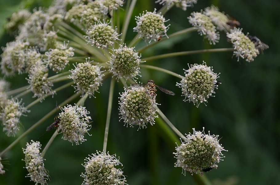 plant, closeup, flower, macro, nature, green, detail of, flowering plant HD wallpaper
