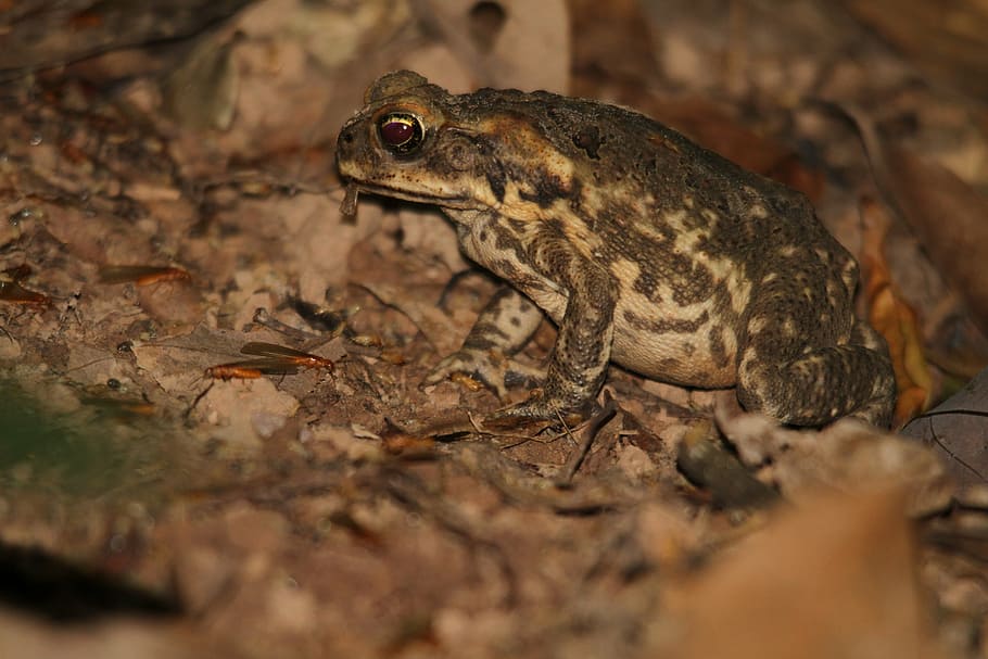 cane toad, frog, amphibian, animal, wildlife, zoology, species HD wallpaper