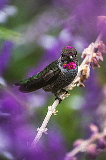 green, white, and purple birds of paradise, selective focus photography of black and pink humming bird HD wallpaper