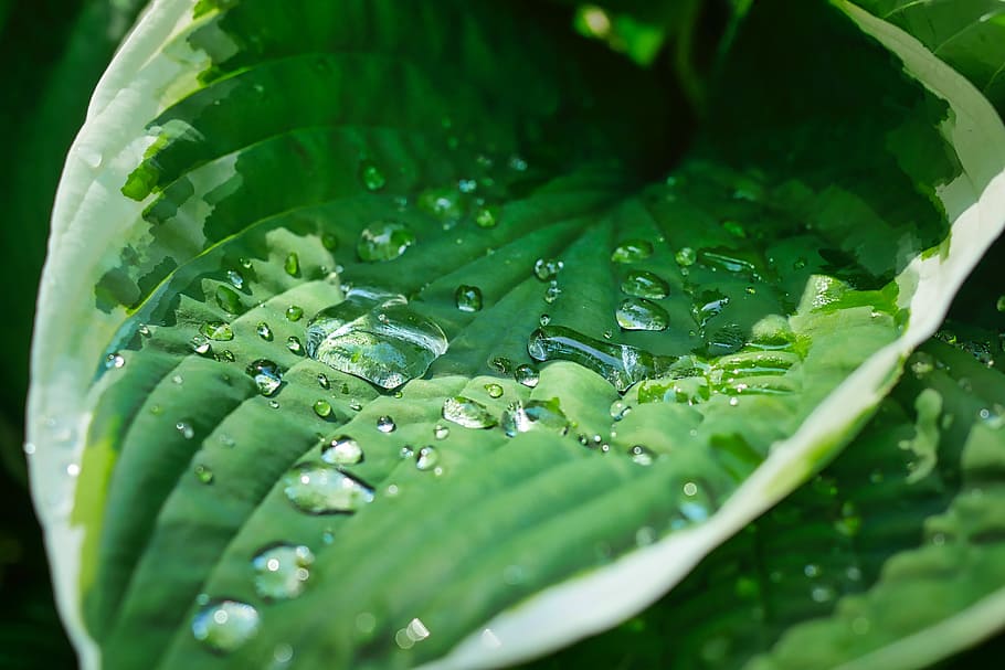 leaf, drip, rain, leaves, green plant, drops of rain, drops of water HD wallpaper