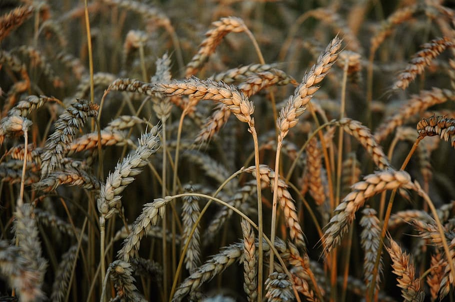 Wheat, Cereals, Field, Go, Harvest, Grow, countryside, august HD wallpaper