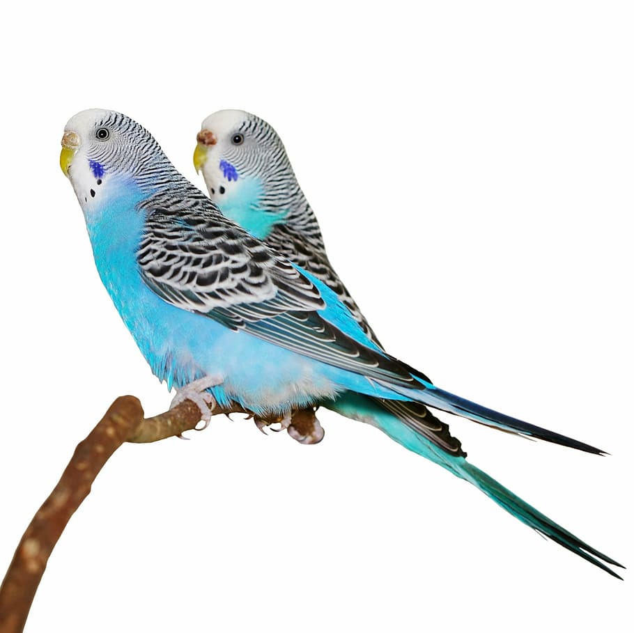 blue, parakeets, stick, white background, bird, vertebrate, HD wallpaper