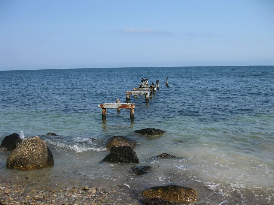 Birds, Shore, Tranquil, Ocean, Sea, sky, horizon over water HD wallpaper