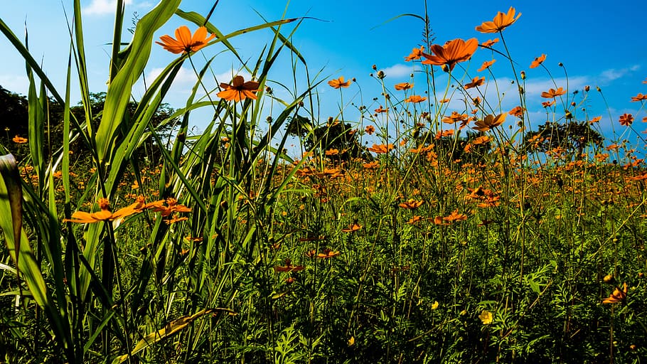 nature, sky, clouds, field, blue sky, countryside, environment HD wallpaper