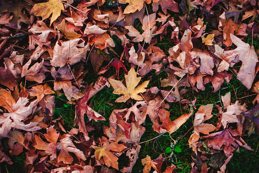 withered maple leaves on green grass field, brown maple leaf HD wallpaper