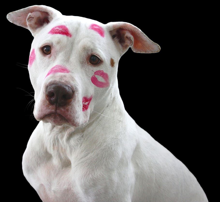 adult white dog with kiss marks on face, pit bull, pitbull, love