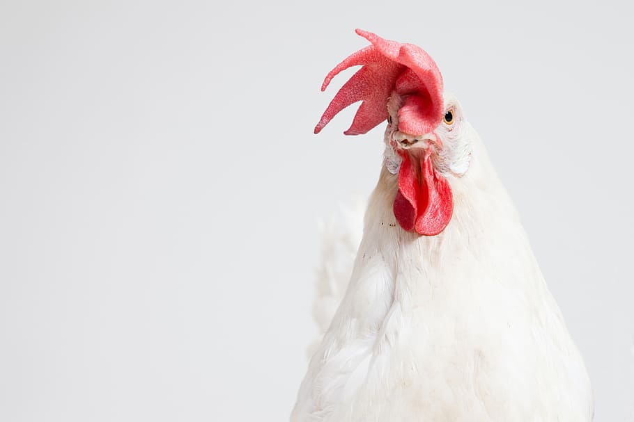 HD wallpaper: white rooster, cock, chicken, animal, background, bird, ks,  beautiful | Wallpaper Flare