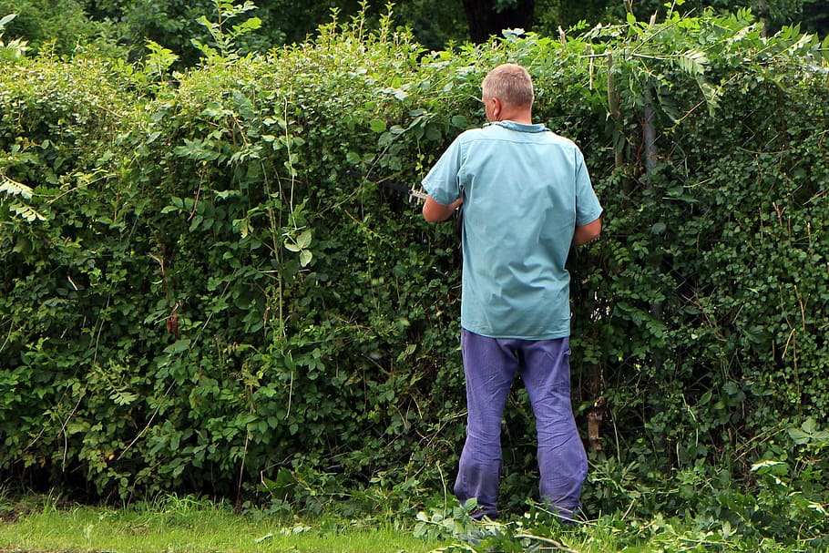 man standing beside green leaf plant, landscape gardener, workers, HD wallpaper