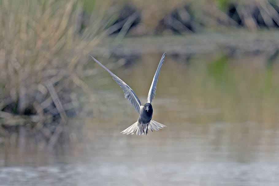 black tern, tern flying, bird, animal wildlife, one animal HD wallpaper