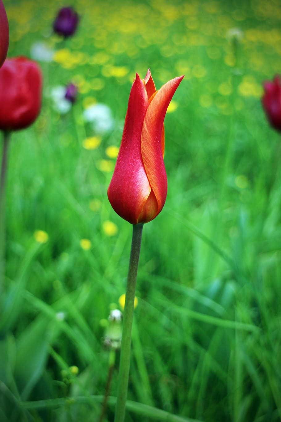 Tulip, Spring, Flower, Blossom, red, bloom, plant, growth, nature HD wallpaper