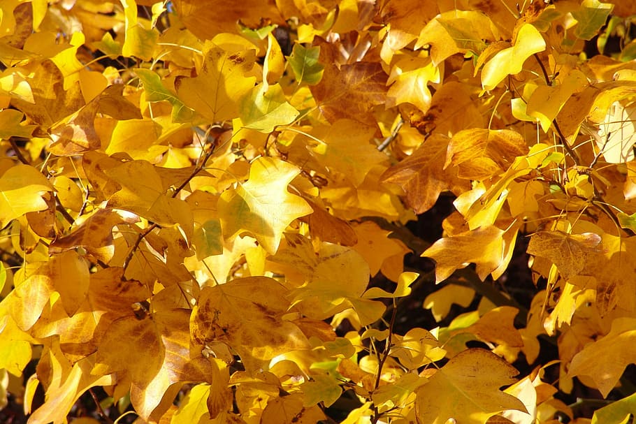 Autumn, Fall, Fall Foliage, Forest, october, yellow, backgrounds HD wallpaper