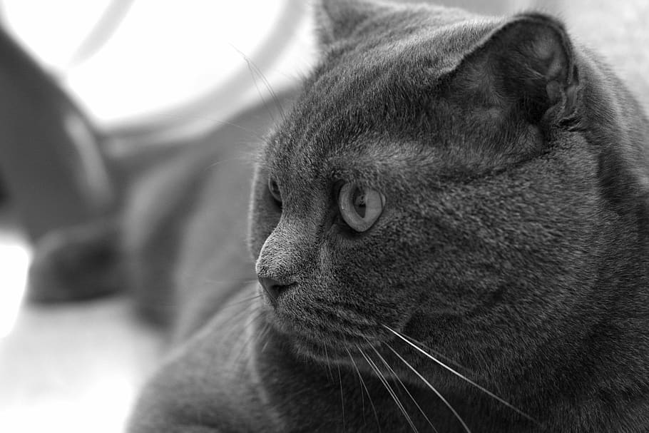 cat, grey, animals, one animal, mammal, animal themes, close-up HD wallpaper