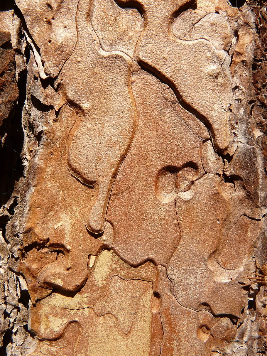 bark, tree, wood, grain, close-up, full frame, backgrounds HD wallpaper