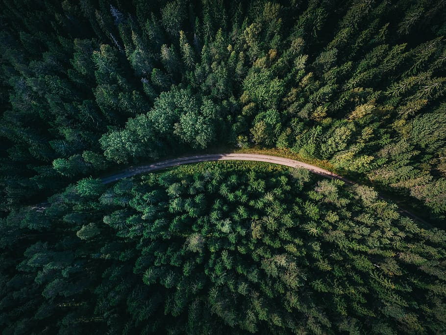 aerial shot of road surrounded by green trees, bird's eye photography of road between green pine trees