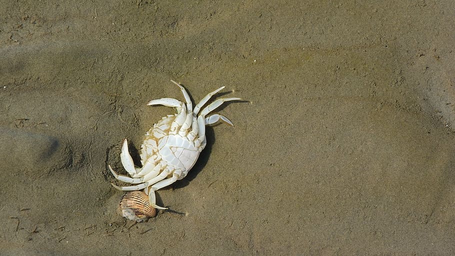 crab, corpse, beach, sdcovka, the clams, coast, high angle view HD wallpaper