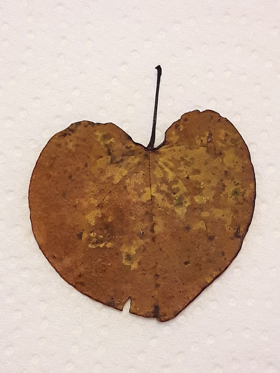 heart, leaf, tree, food, close-up, indoors, studio shot, food and drink HD wallpaper