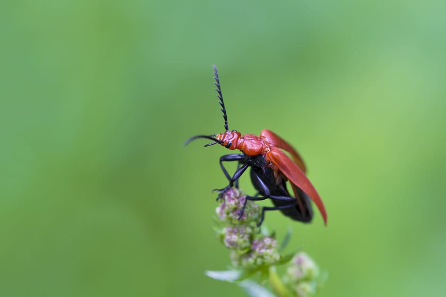 Insect, Macro, Close, Nature, green, red, animal, grass, one animal HD wallpaper
