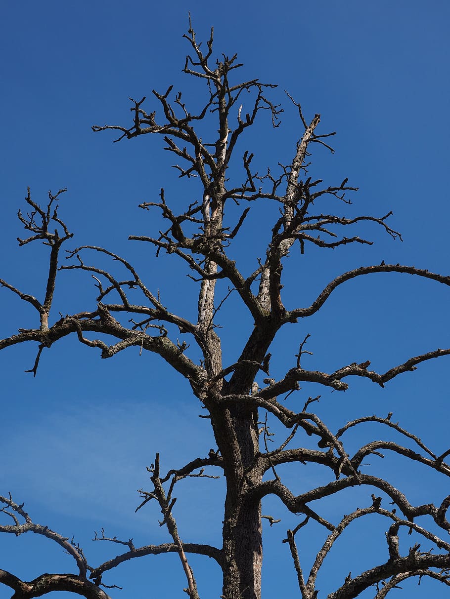 tree, dead plant, waldsterben, pear, fruit tree, branches, sky HD wallpaper