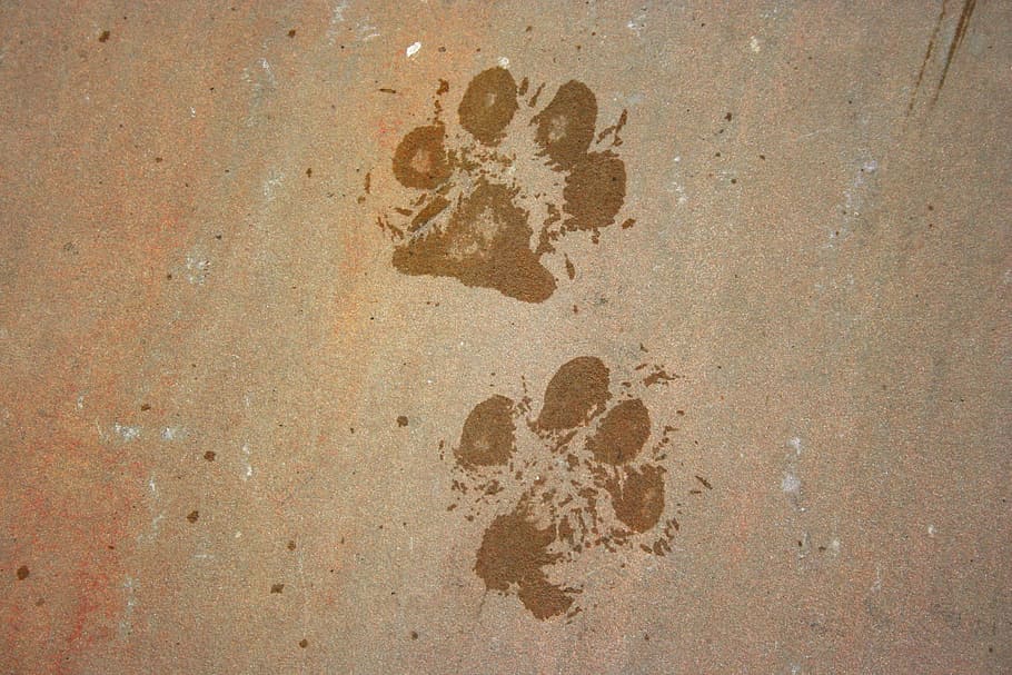brown surface, animal, background, dog, foot, footprint, mark