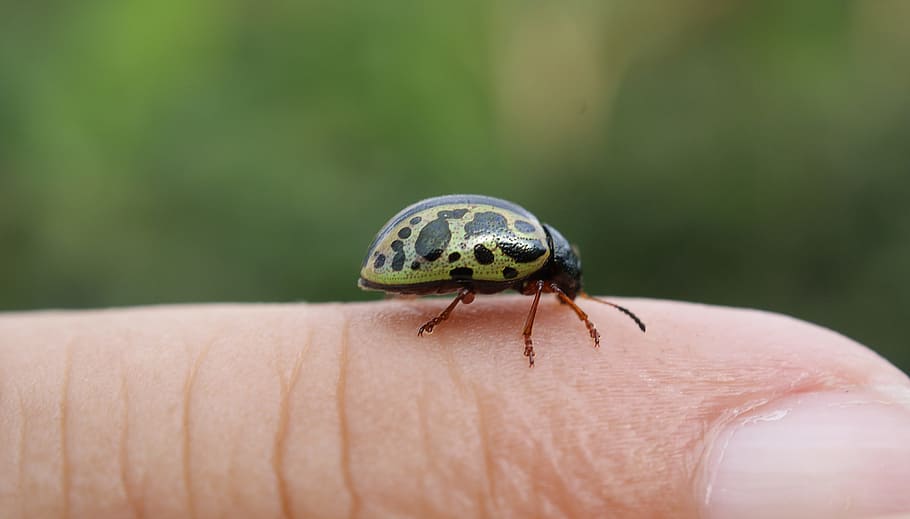 nature, insect, ladybug, flying insect, armenia, animal wildlife HD wallpaper