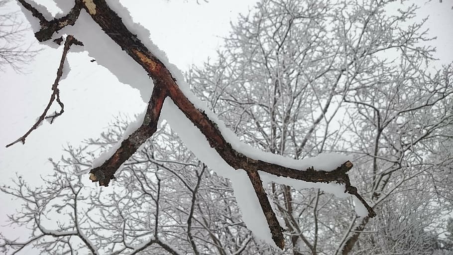 tree branch, winter, snow, white, nature, sweden, time of year HD wallpaper