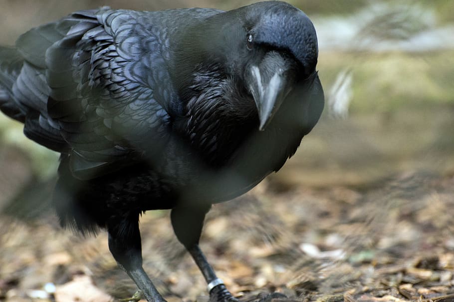 black crow close-up photo, animal world, bird, nature, feather, HD wallpaper