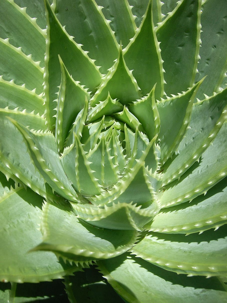 foliage-cactus-plant-garden.jpg