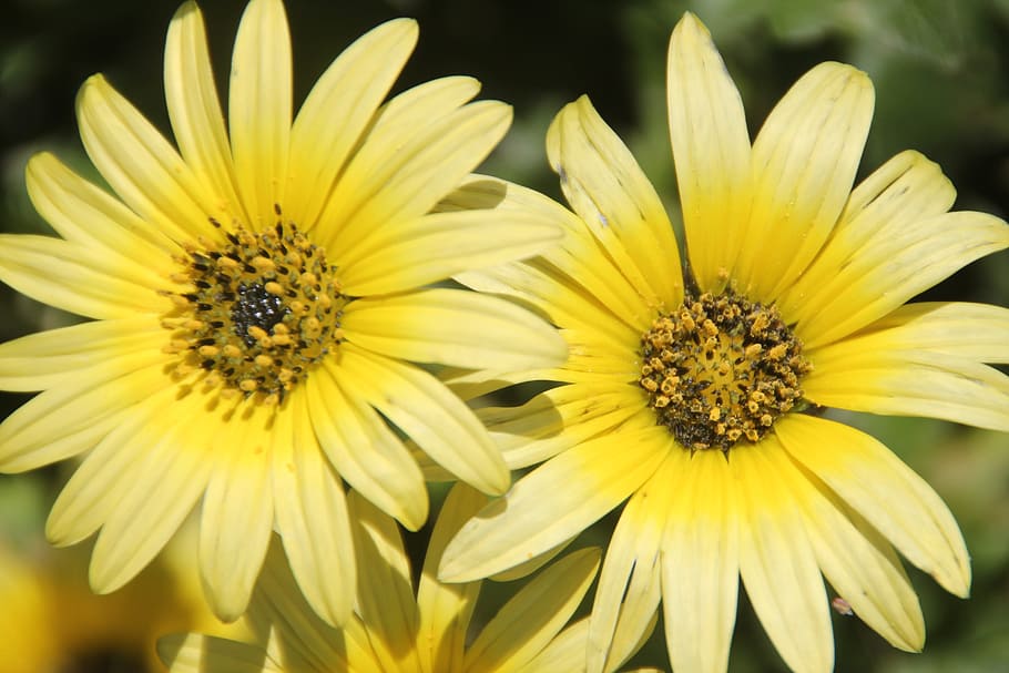 flowers, yellow, summer, spring, nature, flowering plant, freshness HD wallpaper