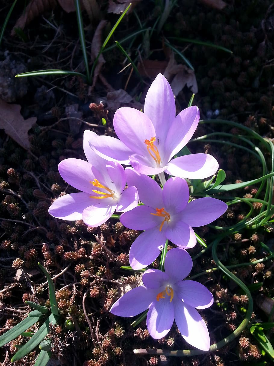 crocus, spring, spring crocus, harbinger of spring, nature HD wallpaper