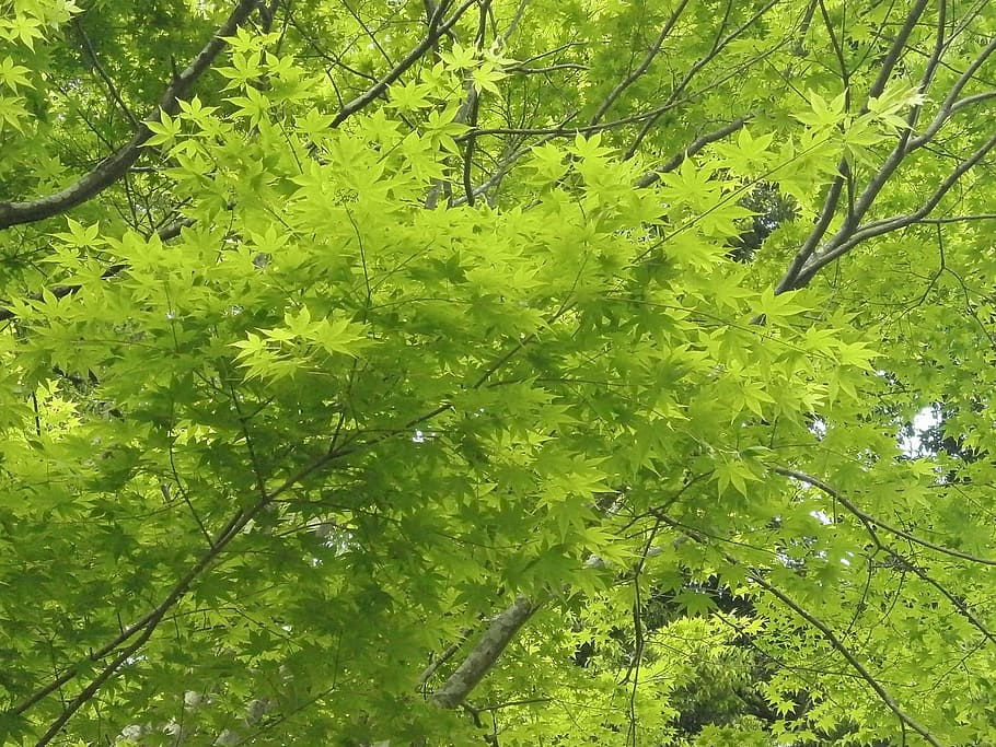 Maple Leaf, green, fresh green, arboretum, nature, green color HD wallpaper