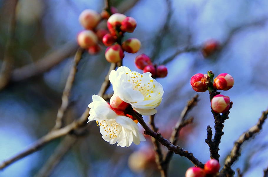 Plum, Japan, Spring, Flowers, Natural, white flowers, plum blossoms, HD wallpaper