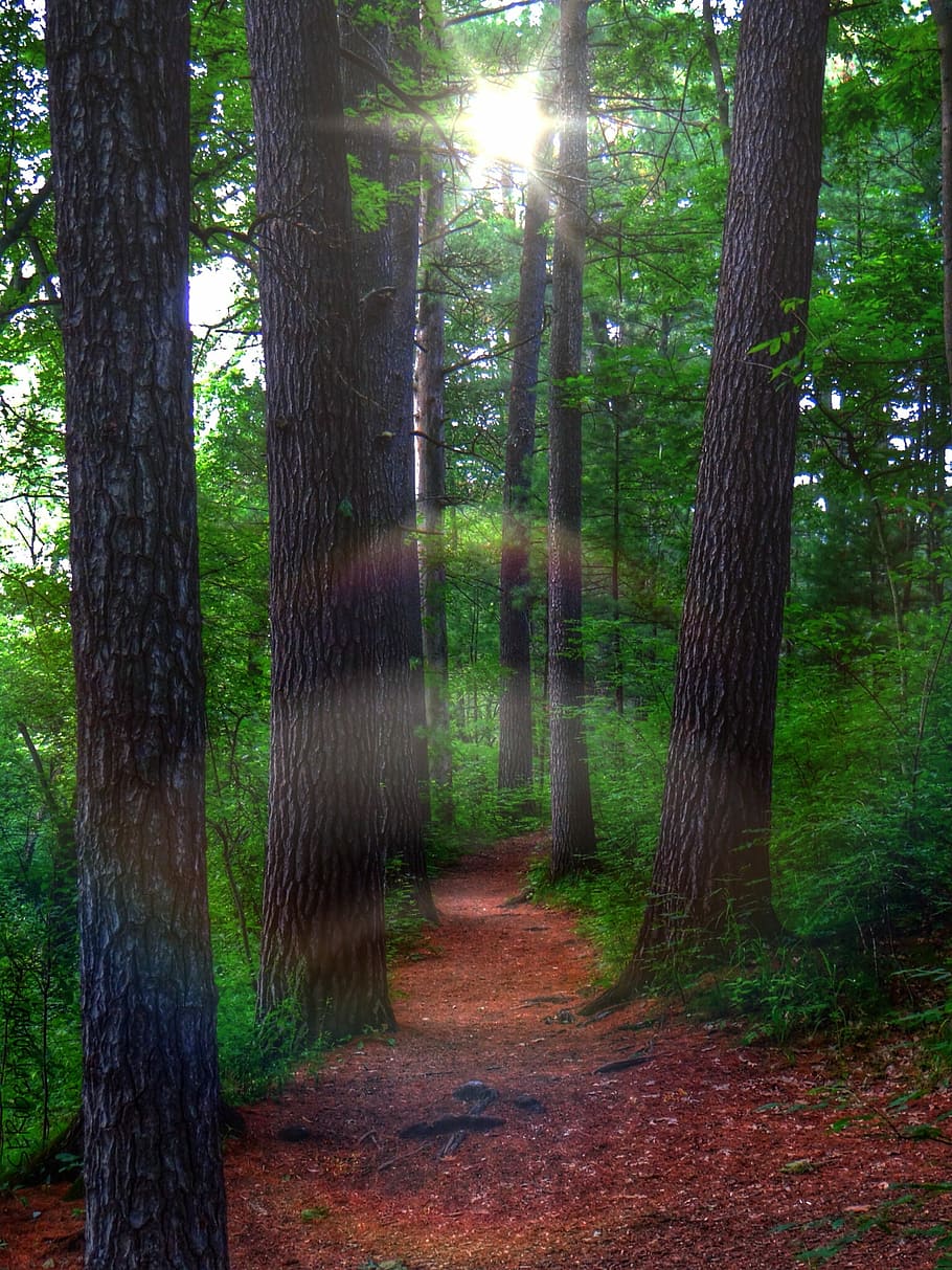 green tall trees, pine forest, mystic, ghost, pine trees, way HD wallpaper