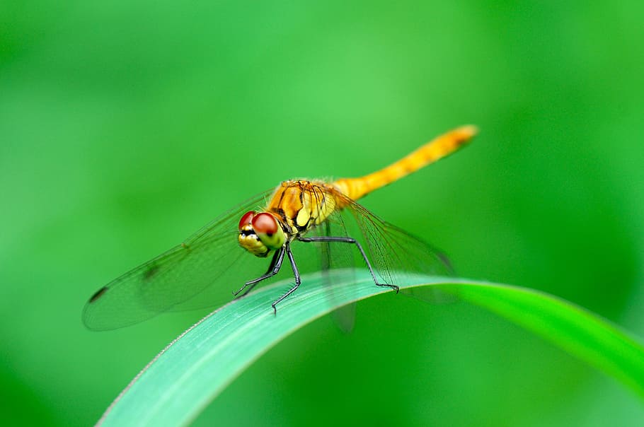 dragonfly, insects, summer, fresh medium, wing, invertebrate HD wallpaper