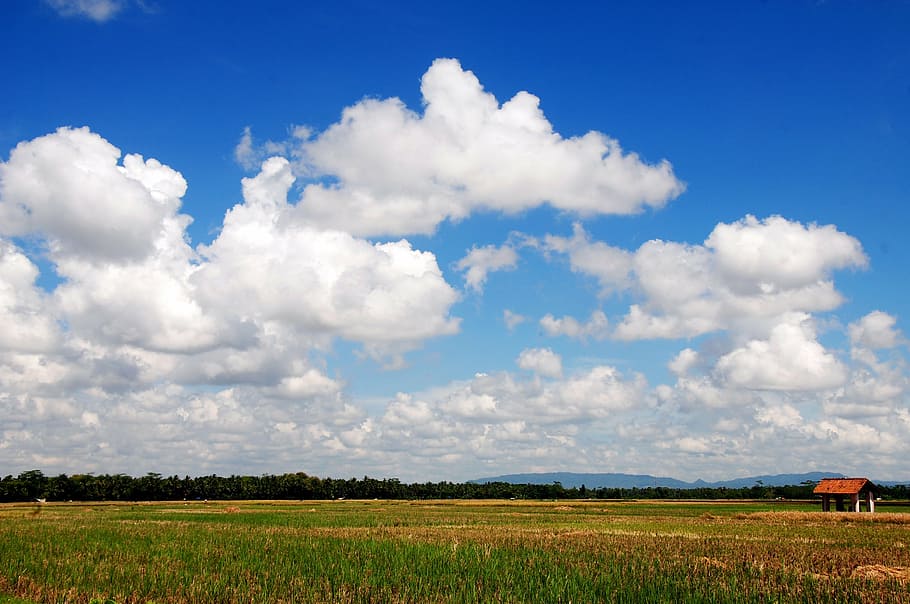 landscape photography of trees and clouds, field, the landscape HD wallpaper