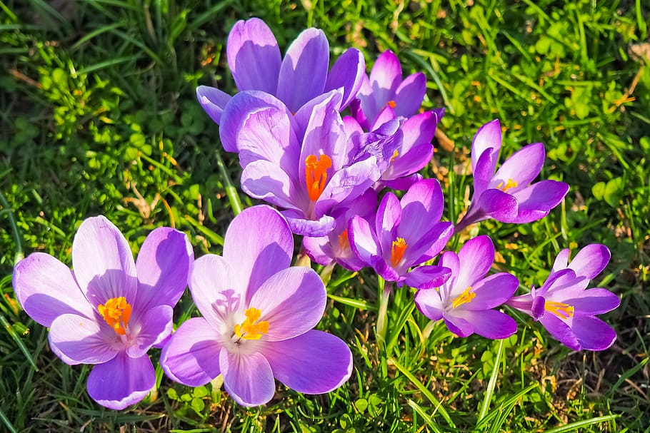 crocus, flower, spring, spring flower, blossom, bloom, purple HD wallpaper