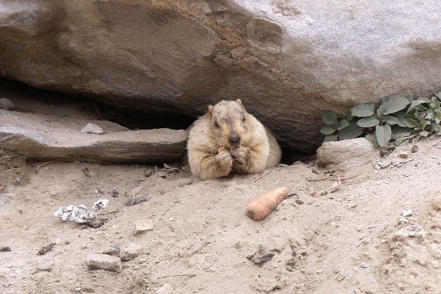 marmot, rodent, himalayas, karakorum, wildlife, animal, outdoors, HD wallpaper