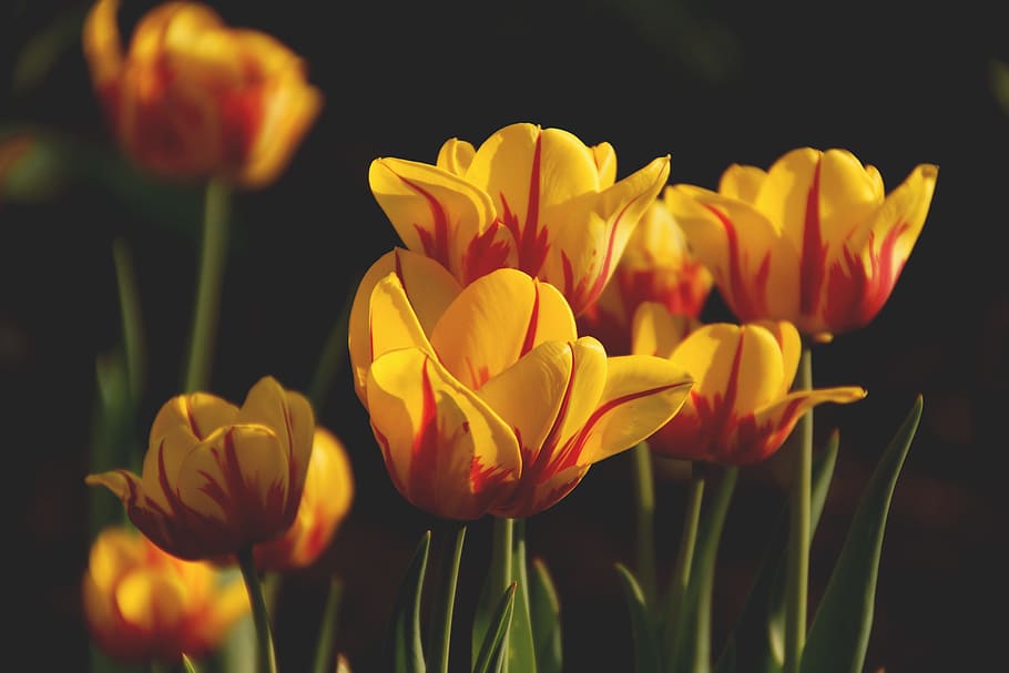 flowers, petals, plant, blur, beautiful, bloom, blooming, bright HD wallpaper