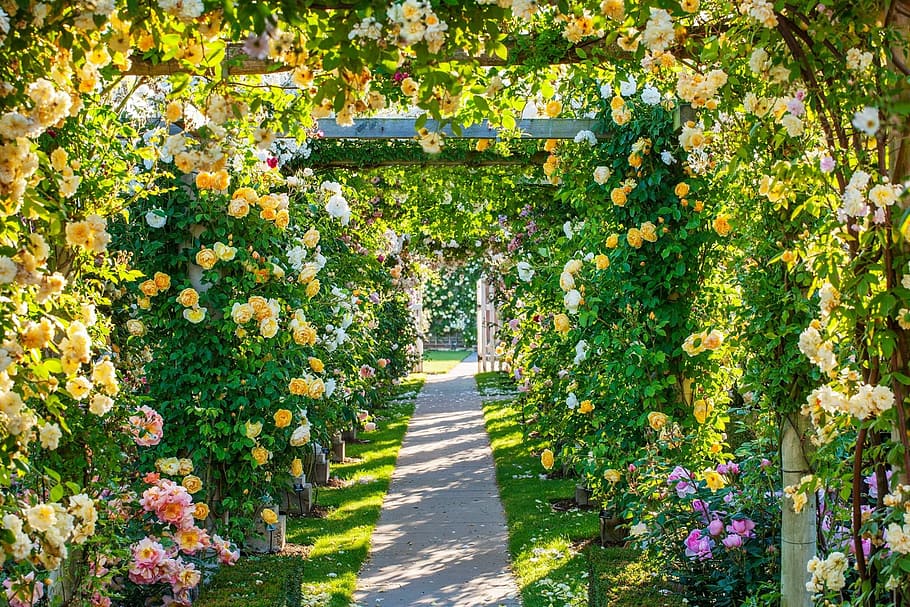 ceiling, flowers, cuteness, plant, growth, nature, flowering plant HD wallpaper