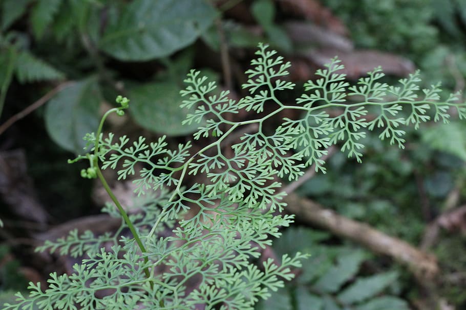 fern, forest, green, brown, new zealand, south island, delicate HD wallpaper